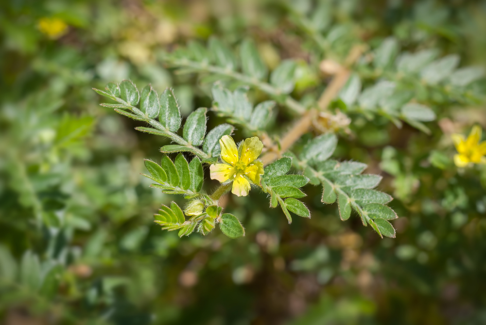 Tribulus terrestris для лібідо, фертильності тощо